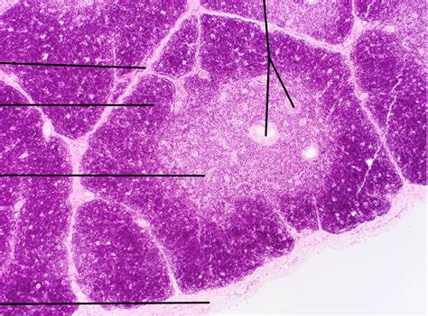 Histology of Thymus 3 Diagram | Quizlet