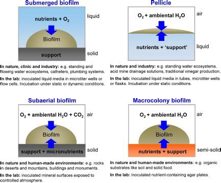 Biofilm models. Schematic representation of four types of biofilms that ...