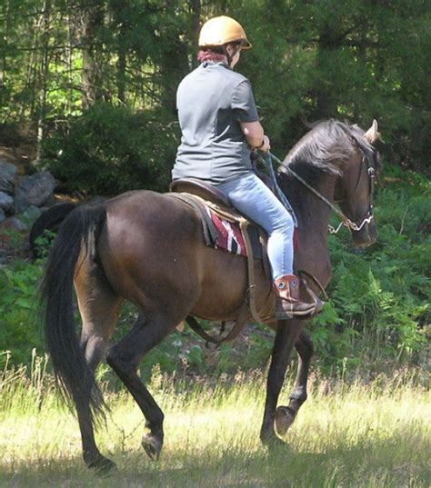 Horseback Riding in Maine