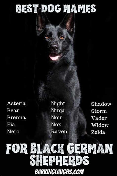 The best dog names for Black German Shepherds. #Barkinglaughs #GSD # ...