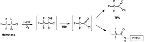 Cytochrome P450 2E1 is the Principal Catalyst of Human Oxidative ...