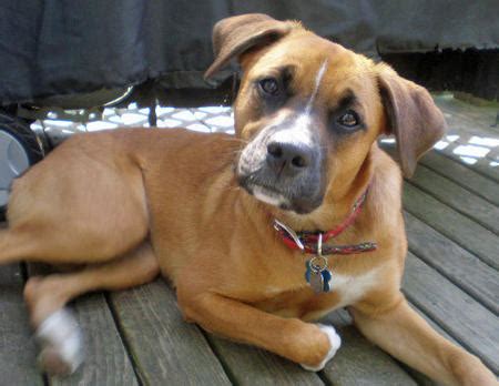 Beagle Boxer Mix Puppies For Sale Near Me - Get Images