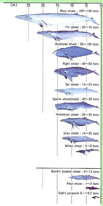 MOFA: MANAGEMENT OF CETACEAN RESOURCES - Whale species and their management