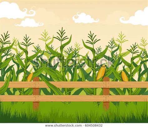 Corn Field Stock Vector (Royalty Free) 604508432 | Stock images, Vector ...