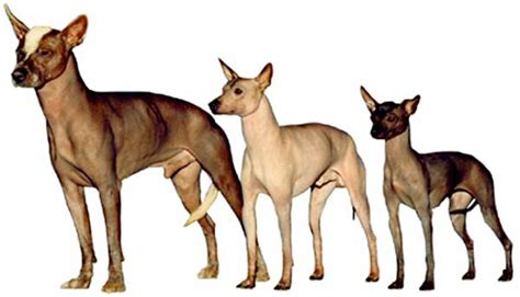 Xoloitzcuintli Dog Breed | Info | Characteristics | Traits