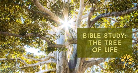 Bible Study: The Tree of Life - Global Ministries