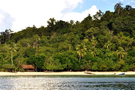 Hutan Pantai - Pengertian, Ciri, Formasi & Manfaat