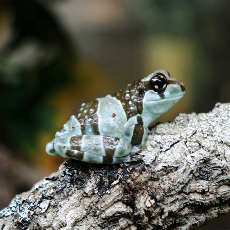 Amazon milk frog, Trachycephalus resinifictrix