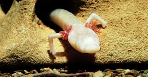 11 Animals That Live in Caves - A-Z Animals