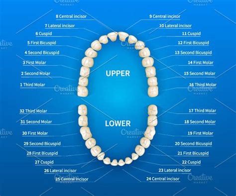 the upper and lower teeth are labeled with their corresponding parts on blue background, 3d ...