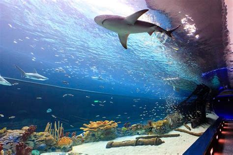 Corpus Christi Gets Caribbean at the Texas State Aquarium