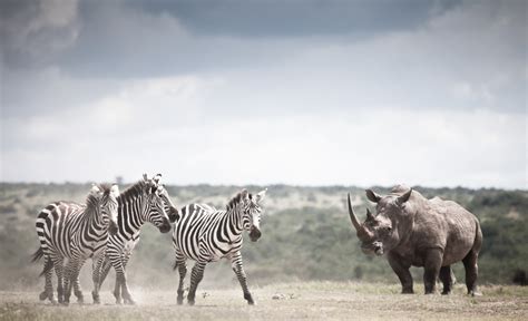 Rhino Walking Safari - Journeys by Design