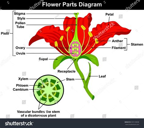 Flower Parts Diagram Stem Cross Section: Hình minh họa có sẵn 535133038 | Shutterstock