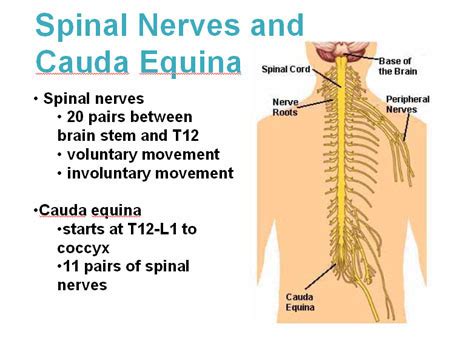 Spinal Cord And Spinal Nerves Diagram