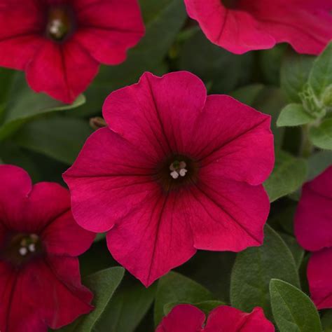 Growing Petunias: A Complete Planting & Care Guide | Garden Design