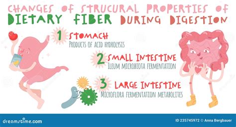 Dietary Fibre Horizontal Poster. DIgestion Banner with Cartoon ...