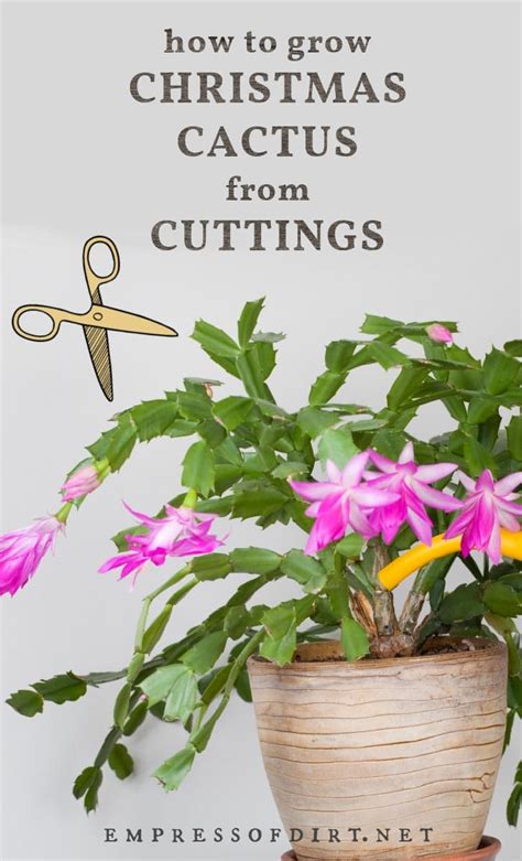 How to Grow Christmas Cactus Cuttings (Propagation Tips)