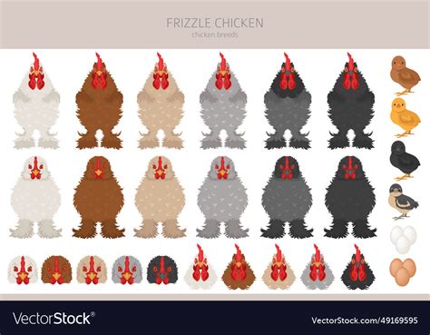 Frizzle chicken breeds clipart poultry and farm Vector Image