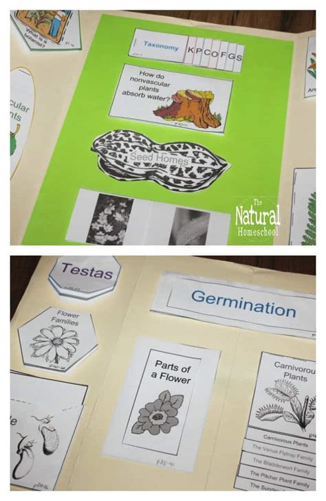 Botany Projects for Kids - Awesome Hands-on Learning Ideas - The ...