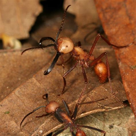 Army ants stock image. Image of park, national, henri - 9368461