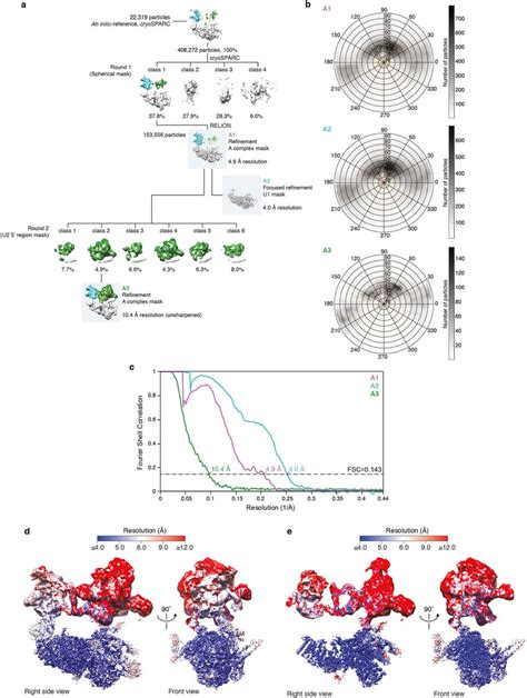 Cryo-EM image classification and refinement a, Image processing... | Download Scientific Diagram