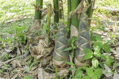 Bamboo shoots can basically be thought of as baby bamboo. They are a seasonal delicacy in East ...