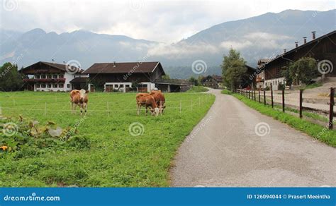 Country House and Dairy Cow Stock Photo - Image of farmland, austria ...