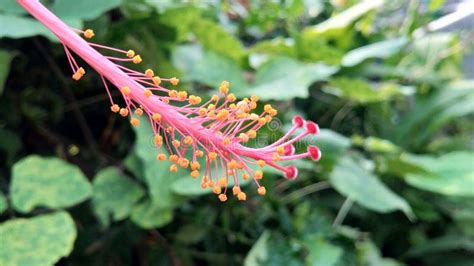 Androecium and Gynoecium of Hibiscus Flower with Green Background ...