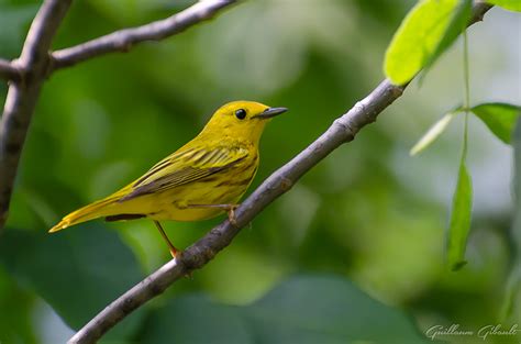 American Yellow Warbler (male) by GuillaumGibault on deviantART