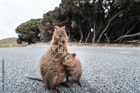 Mother and baby quokka eating green twigs. Cute quokkas on Rottnest Island, Western Australia ...