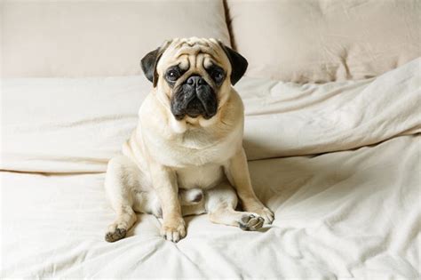 17 Calm Dog Breeds with Easygoing Personalities (With Pictures) | Reader's Digest