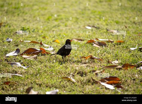 Merula hi-res stock photography and images - Alamy