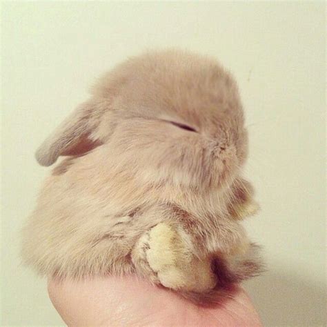 sleeping bunny | Cute baby bunnies, Cute baby animals, Cute animals