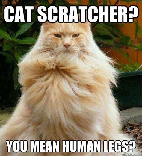 14+ Funny Memes About Mean Cats - Factory Memes