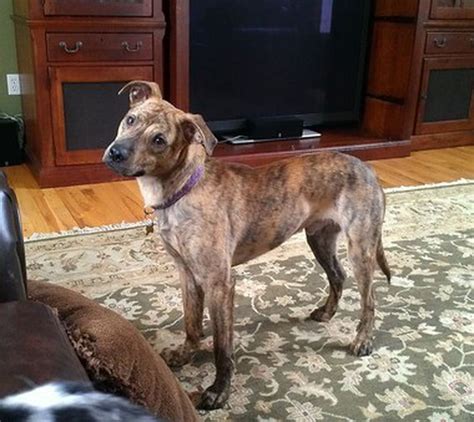 Mountain cur/terrier mix in need of active family - nj.com