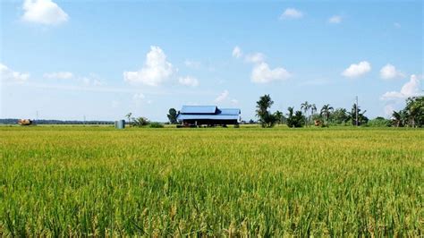 Sekinchan Paddy Field - Tourism Selangor