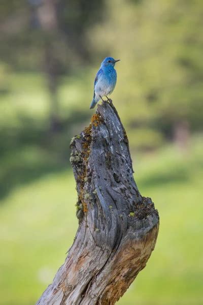 Mountain Bluebird - Facts, Diet, Habitat & Pictures on Animalia.bio