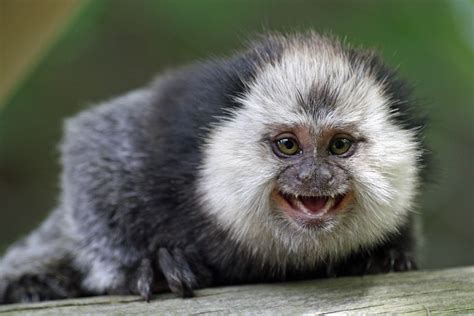 Marmoset monkey Wallpapers Images Photos Pictures Backgrounds