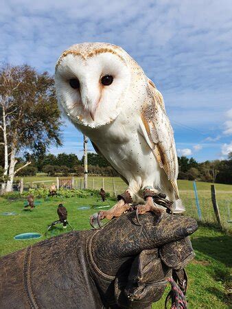 Sussex Falconry (Herstmonceux): All You Need to Know