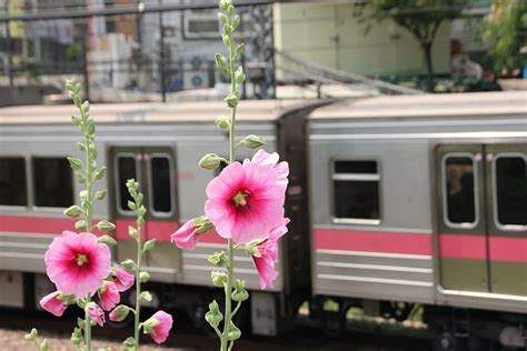 pink, petaled flower, train station, daytime, train, subway, republic of korea, korea, south ...