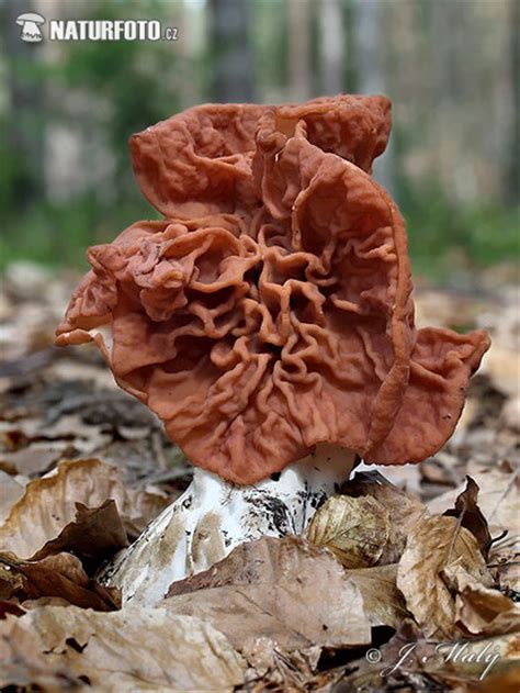 Beefsteak False Morel Mushroom Photos, Beefsteak False Morel Images, Nature Wildlife Pictures ...