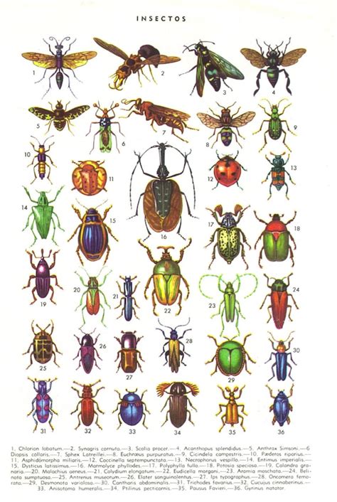 INSECTS Animal Vintage Poster