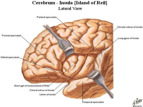 Image result for parts of lateral sulcus | Topography, Island, Anatomy ...