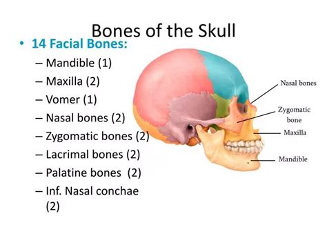 PPT - Bones of the Skull PowerPoint Presentation - ID:2282483