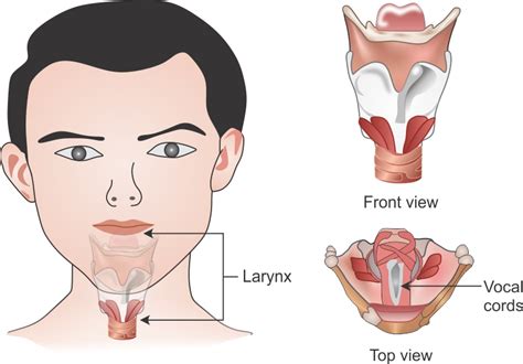 Voice Box Definition Location Anatomy Function, 43% OFF