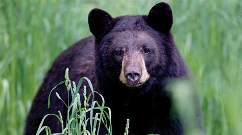 Field Notes with Dennis Chastain: Black Bear Behavior 101 - GREENVILLE JOURNAL