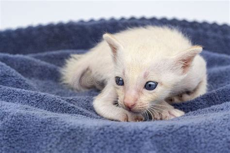 Newborn Kittens Learn To Open Their Eyes Stock Image - Image of pedigree, birth: 230093903