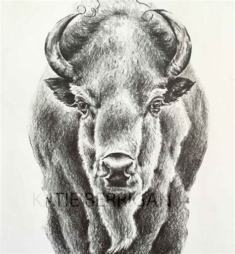 Buffalo 5x7" graphite pencil drawing www.kberriganart.com Color Pencil ...