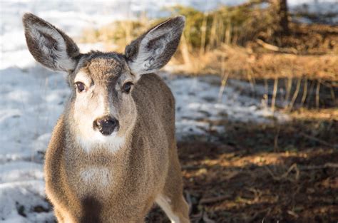 Yukon Wildlife Preserve - THESE TINY STORIES