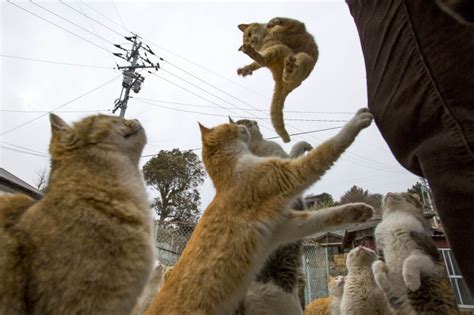 Feline Paradise or Catastrophe? Island Swarms With Cats